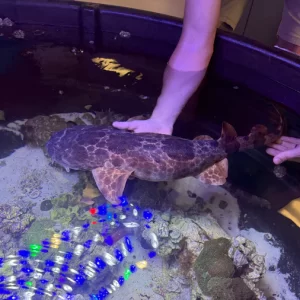 northern wobbegong shark, xxl adult female