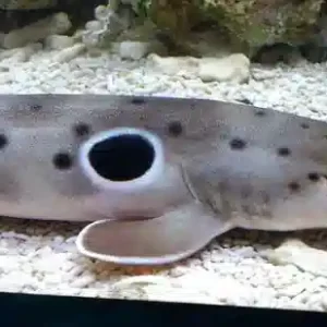 sharks for sale