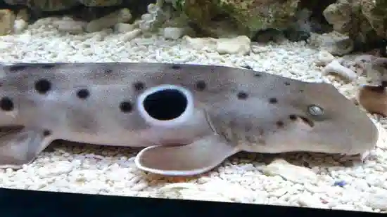 sharks for sale