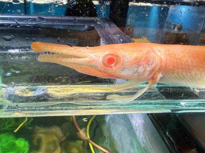 Albino alligator gar - Image 2