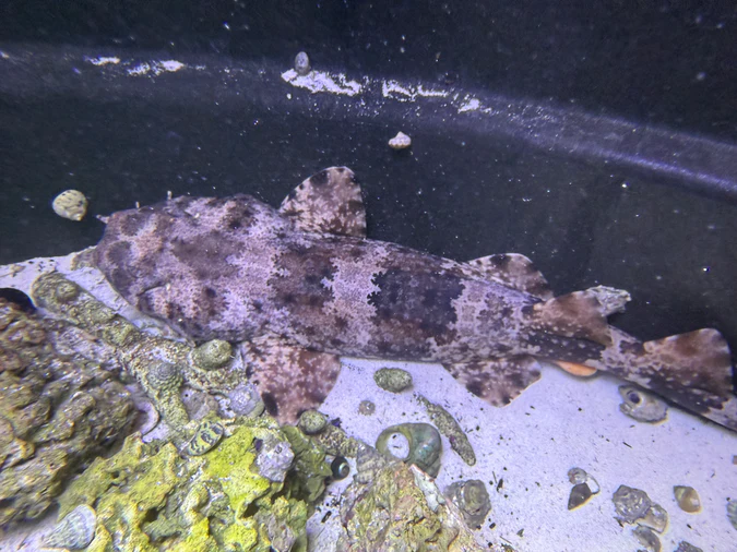 xlg spotted male wobbegong shark