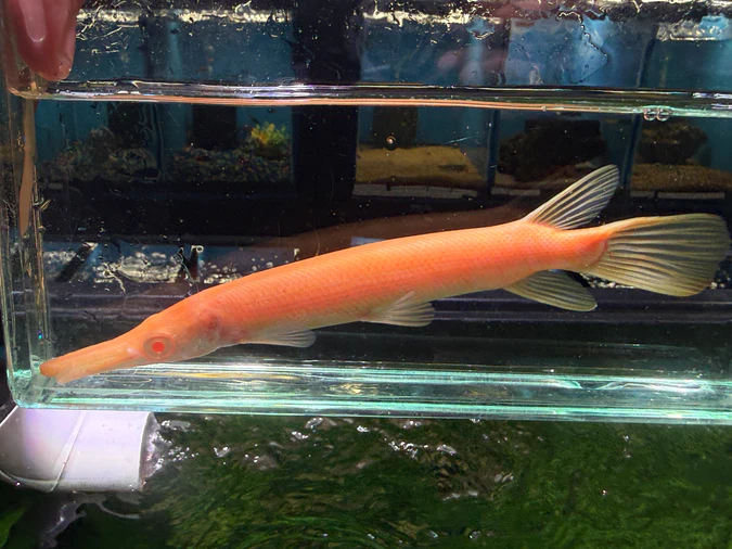 Albino alligator gar - Image 4