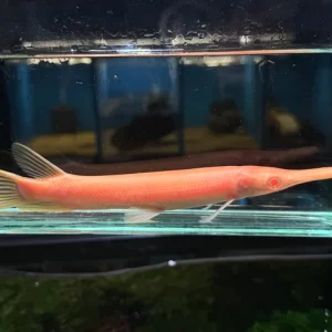 Albino alligator gar