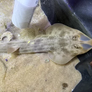 Atlantic Guitarfish