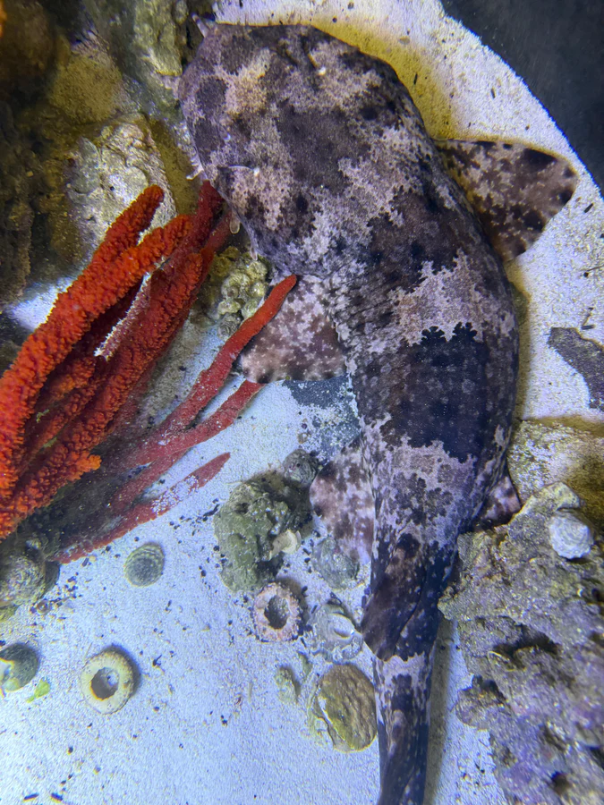 xlg spotted male wobbegong shark