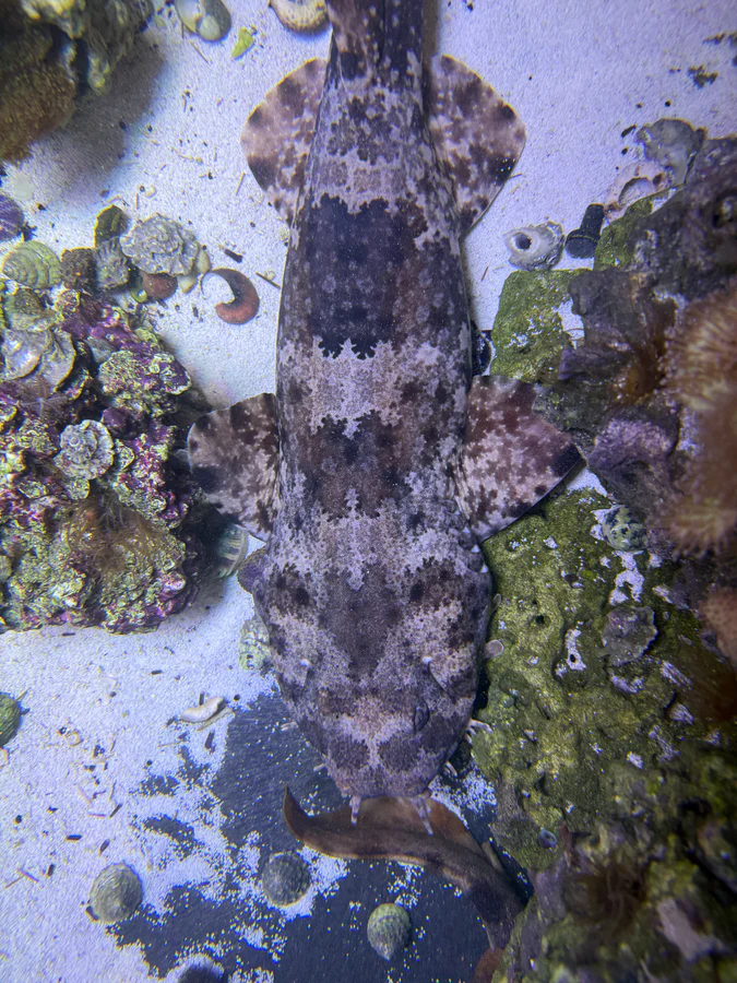 xlg spotted male wobbegong shark