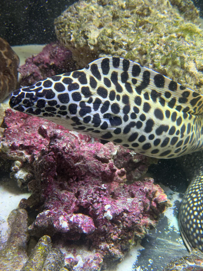 Large honeycomb moray eel - Image 3