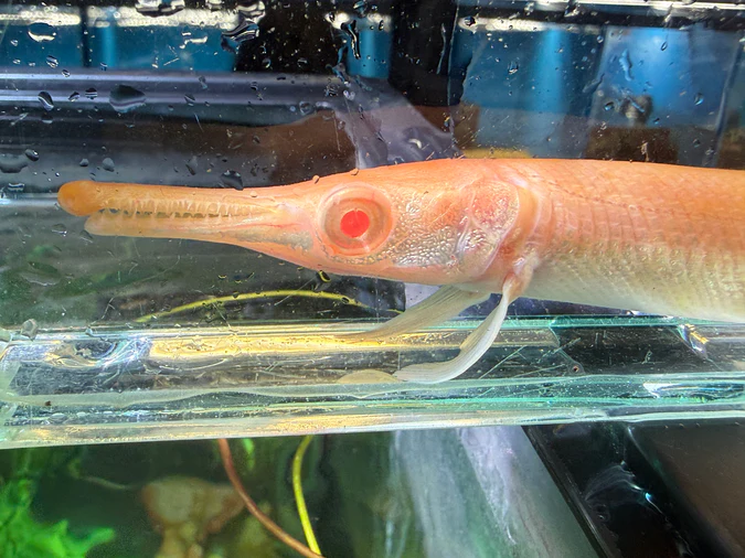 Albino alligator gar - Image 3