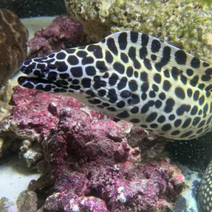 Large honeycomb moray eel