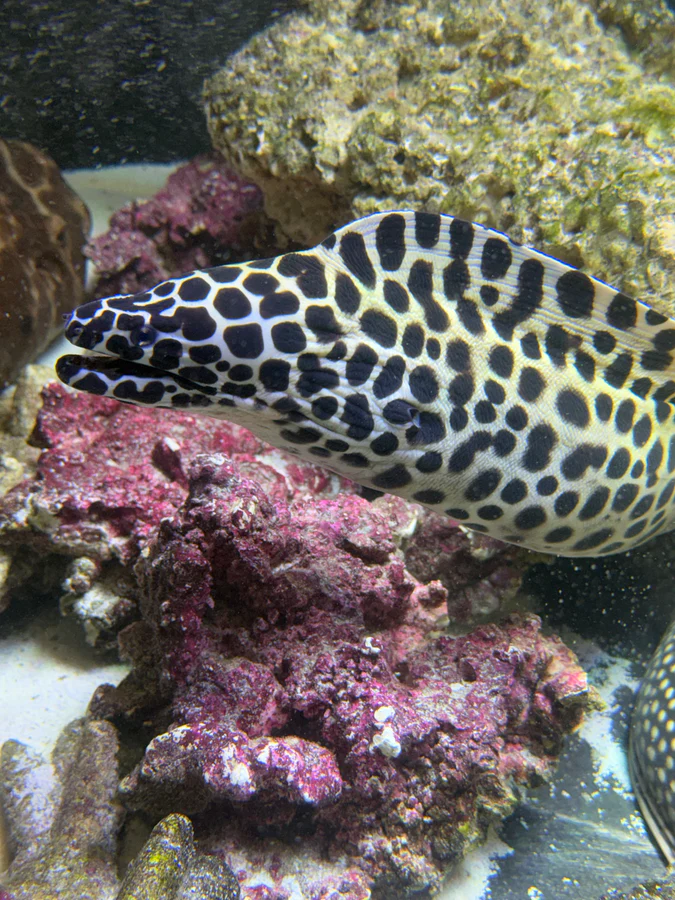 Large honeycomb moray eel