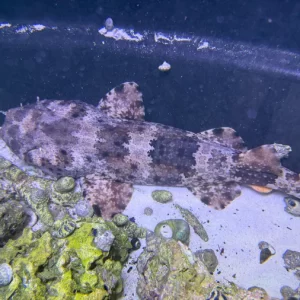 xlg spotted male wobbegong shark