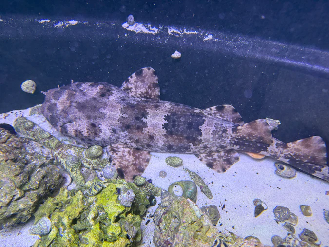 xlg spotted male wobbegong shark
