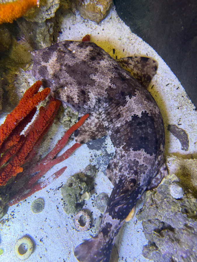 xlg spotted male wobbegong shark