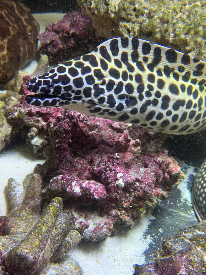 Large honeycomb moray eel - Image 2