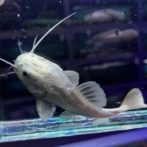 Phantom South American Redtail Catfish