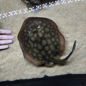 California Stingray