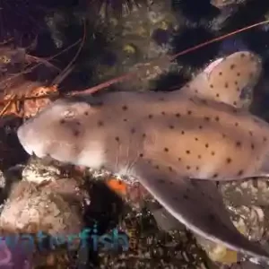sharks for sale