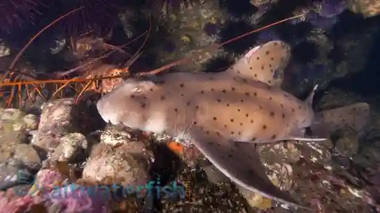 sharks for sale